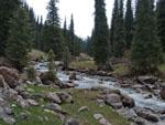 Arashan River between the pine trees