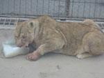 Lioness with blood covered paws licking some ice