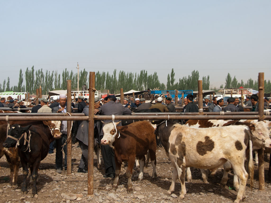kashgar livestock market