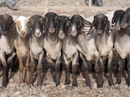 Goats lined up at the Kashgar livestock market