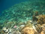 Aqaba - Coral reef