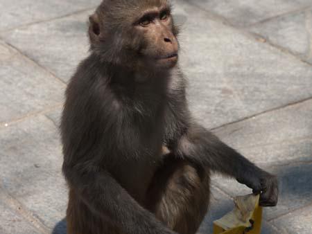 Look of disappointment, the banana is all gone