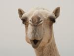 Camel at Fuwairit Beach