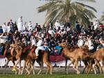 Camels