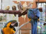 Blue-and-yellow Macaw at animal souk