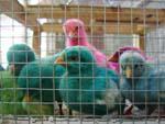 Dyed chicks at animal souk