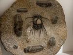 Various Omnia Trilobite 400 million year old fossils